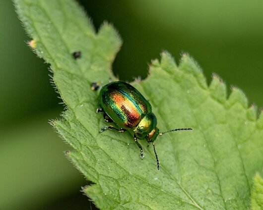 Dead-Nettle-Leaf-Beetle-2024-1