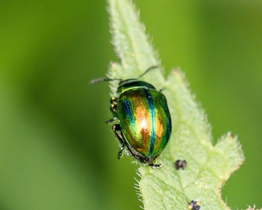 Dead-Nettle-Leaf-Beetle-2024-2