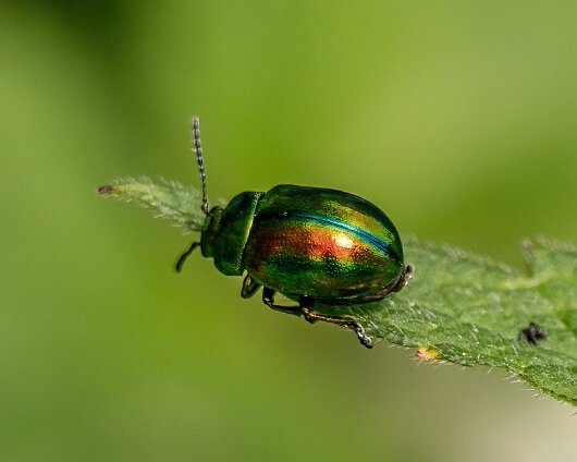 Dead-Nettle-Leaf-Beetle-2024-3