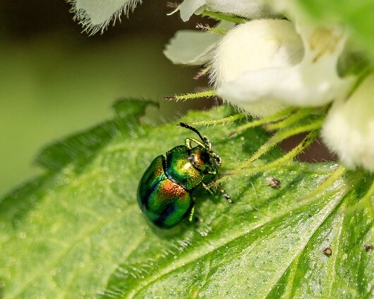 Dead-Nettle-Leaf-Beetle-2024-4