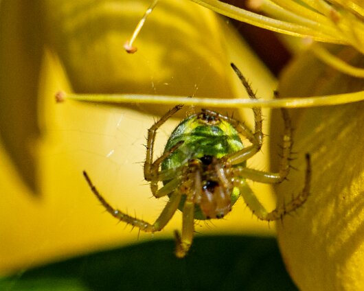 Cucumber-Spider-1
