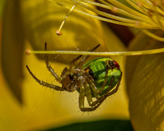 Cucumber-Spider-10