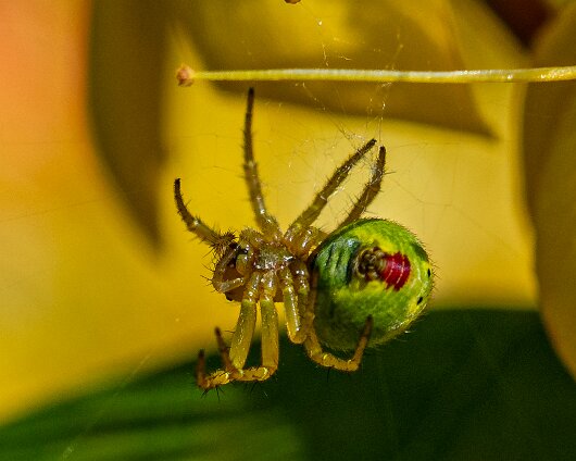 Cucumber-Spider-13