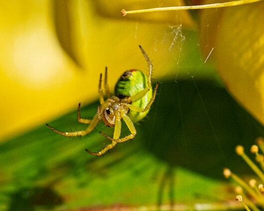 Cucumber-Spider-16