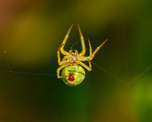 Cucumber-Spider-18
