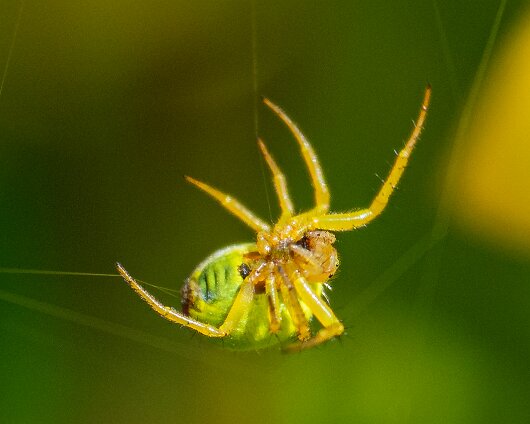 Cucumber-Spider-19