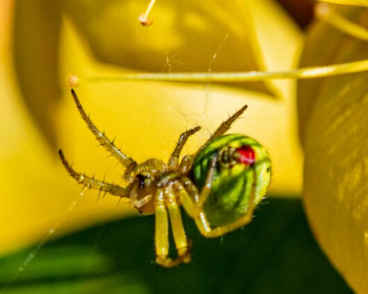 Cucumber-Spider-2