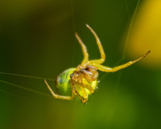 Cucumber-Spider-20