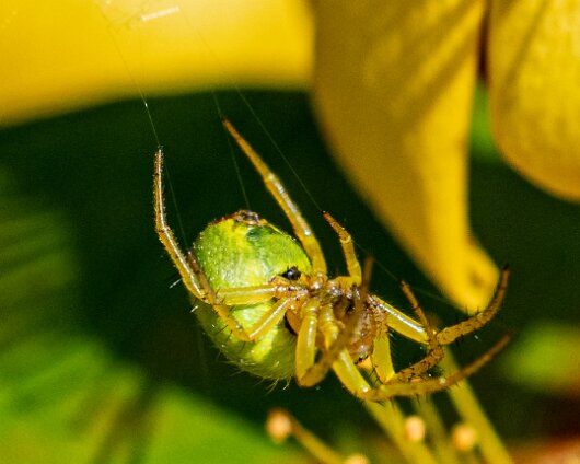 Cucumber-Spider-3