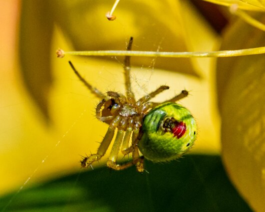 Cucumber-Spider-4