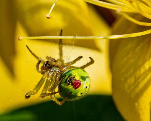 Cucumber-Spider-5
