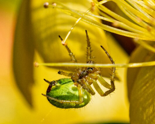 Cucumber-Spider-6