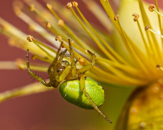 Cucumber-Spider-7