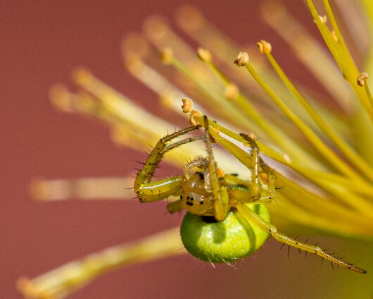 Cucumber-Spider-8
