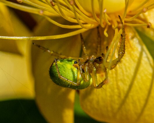 Cucumber-Spider-9