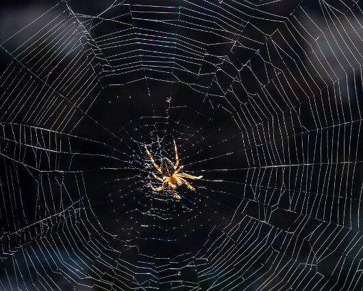 Garden-Spider-2018-1