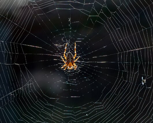 Garden-Spider-2018-2