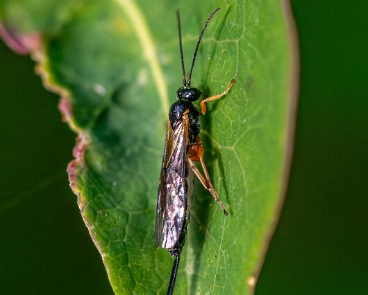Ichneumon-Wasp-2025-1