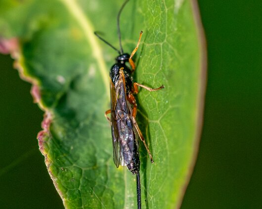 Ichneumon-Wasp-2025-2
