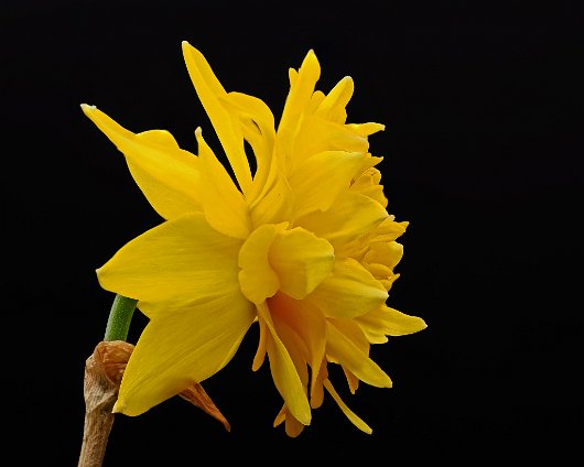 Lightbox-Daffodil-1