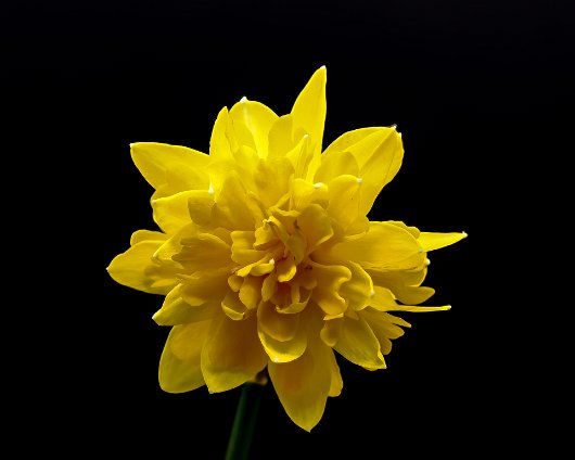 Lightbox-Daffodil-7