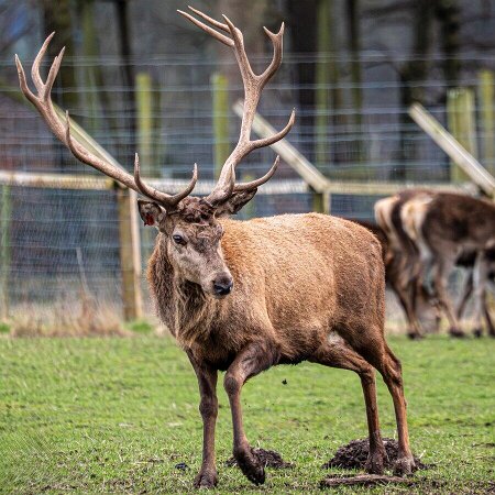 Scottish Deer Centre Scottish Deer Centre