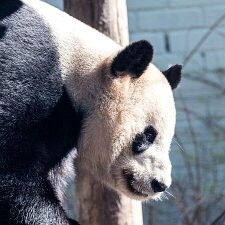 Zoos Photographs taken at both Edinburgh Zoo and Fife Zoo.