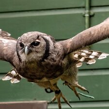 Scottish Owl Centre Scottish Owl Centre