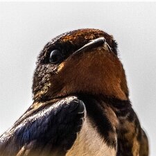 Birds Photographs of wild Birds, mainly taken in Scotland.