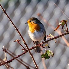 Edinburgh Airport Wildlife. Photographs of wildlife at the airport photographed only feet from the perimeter fence.