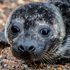 Animals Photographs of wildlife taken in the countryside and in the sea. Also photos of some farm animals.