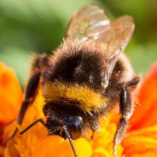 Insects Photographs of Insects. Mainly Bees, Damselfly, and Butterfly’s.