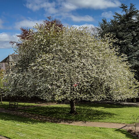 Dunfermline-Abbey-View-3