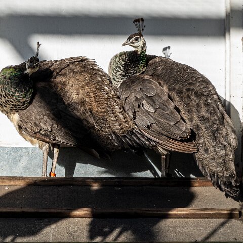 Peacocks-12