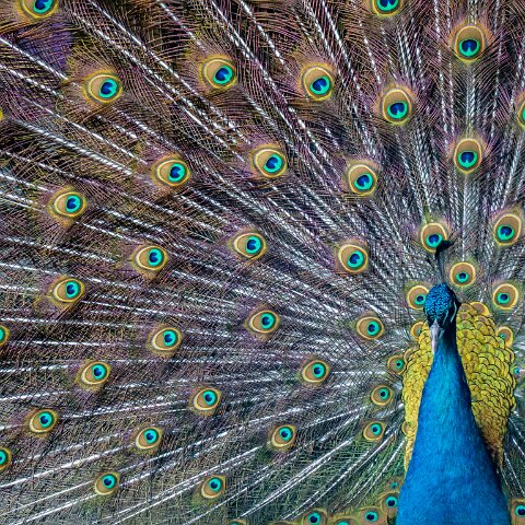 Peacocks-5