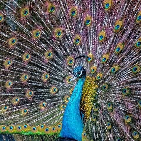 Peacocks-6