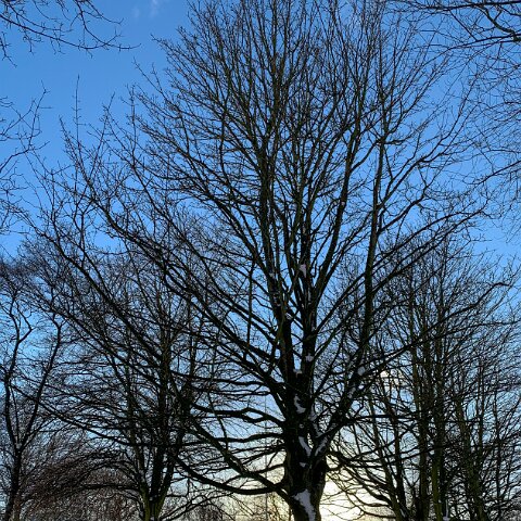 Dunfermline-Public-Park-12