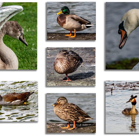 Dunfermline-Townhill-Loch-Wildlife-1