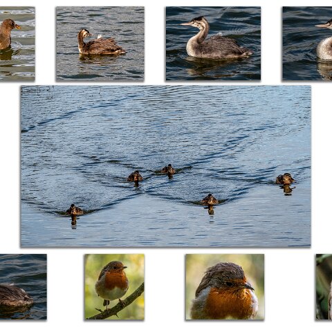 Dunfermline-Townhill-Loch-Wildlife-2