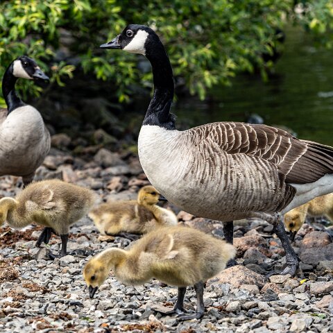 Dunfermline-Townhill-Loch-Wildlife-4