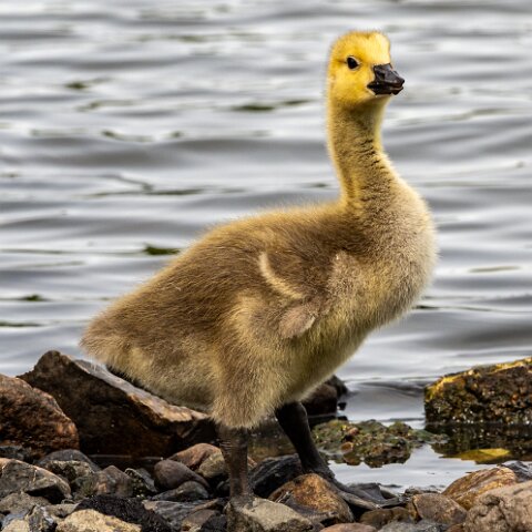 Dunfermline-Townhill-Loch-Wildlife-5