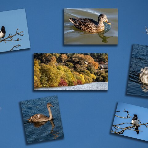 Dunfermline-Townhill-Loch-Wildlife-6