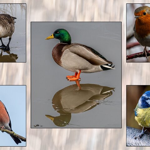 Dunfermline-Townhill-Loch-Wildlife-7