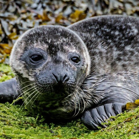 West Weymss Seals-1