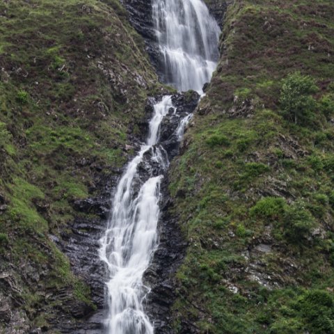 Grey-Mares-Tail-4