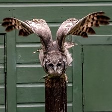2023-10-Scottish-Owl-Centre-Flying-Display
