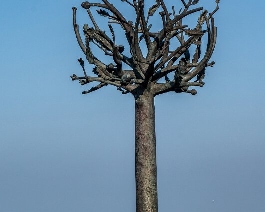 Freedom-Tree-St-Helier-2023