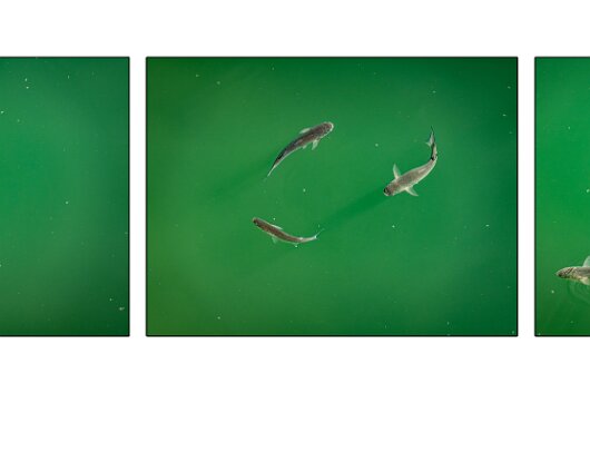 Fish-2026-2