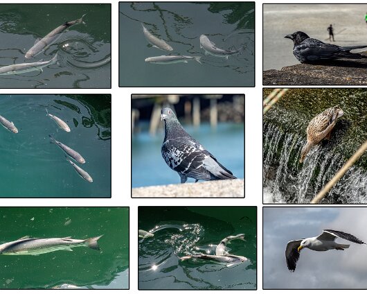 Animals-Birds-2024