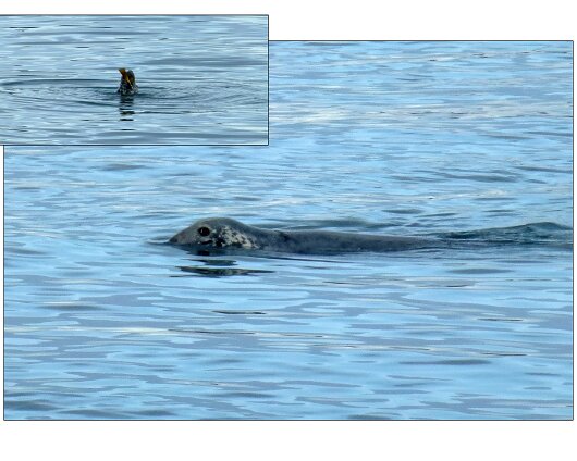 Animals-Seal-2023